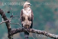 Mountain hawk-eagle