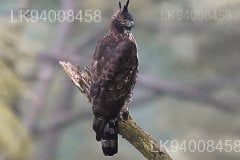 Mountain hawk-eagle
