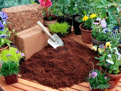 Coco Peat