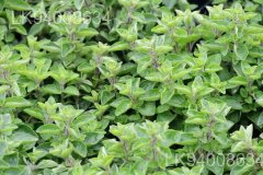 Origanum