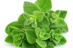 Origanum