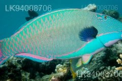 Parrot Fish
