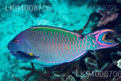 Parrot Fish
