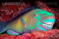 Parrot Fish