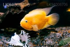 Parrot Fish