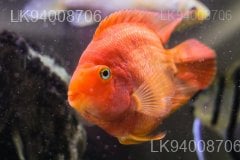 Parrot Fish