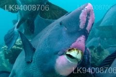 Parrot Fish