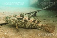Brown Grouper