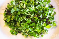 Micro Basil