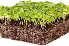 Micro Basil