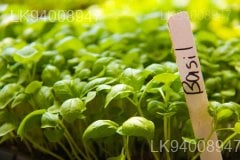 Micro Basil