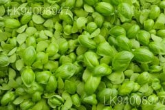 Micro Basil