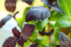 Micro Basil