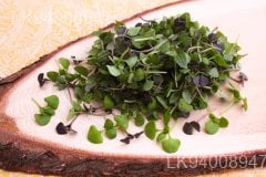 Micro Basil