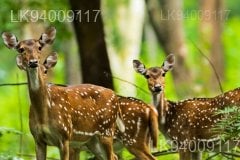 Angammedilla National Park