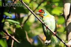 Ceylon Small Barbet