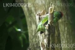 Ceylon Small Barbet