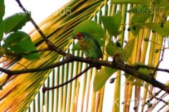 Ceylon Small Barbet