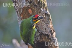 Ceylon Small Barbet