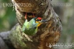 Ceylon Small Barbet