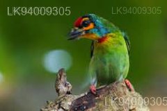 Ceylon Small Barbet