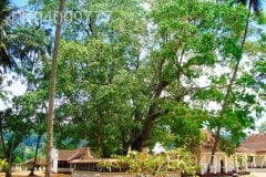 Muthiyanganaya
