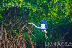 Kottukal Lagoon