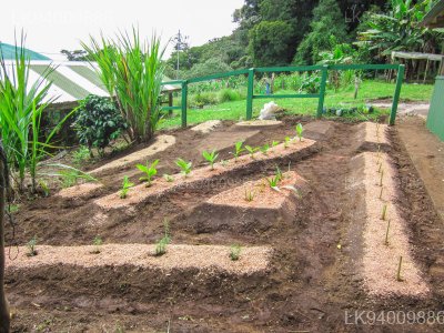 Ganewatta Medicinal Plant Garden