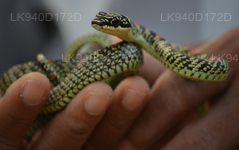 Snake Farm (Telijjawila)