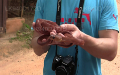 Snake Farm (Telijjawila)