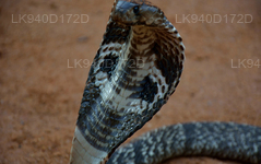 Snake Farm (Telijjawila)