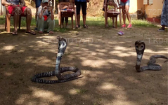 Snake Farm (Telijjawila)