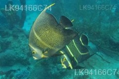 St. Anne's Reef