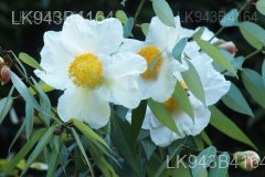Endemic Flowers