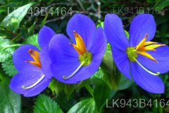 Endemic Flowers