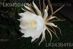 Endemic Flowers