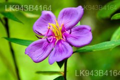 Endemic Flowers