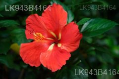 Endemic Flowers