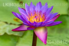 Endemic Flowers
