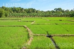 The Paddy Field (Kumbura)