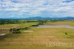 The Paddy Field (Kumbura)