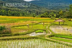 The Paddy Field (Kumbura)