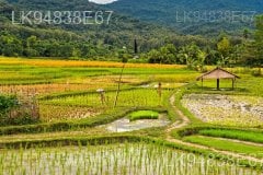 The Paddy Field (Kumbura)