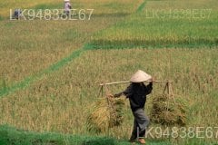 The Paddy Field (Kumbura)