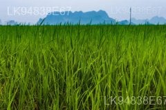 The Paddy Field (Kumbura)