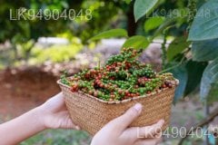 THE BENEFITS OF BLACK PEPPER