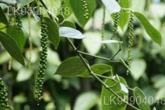 THE BENEFITS OF BLACK PEPPER