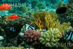 Bar Reef