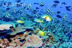Bar Reef