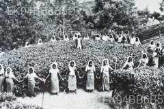 Gonapitiya Group
